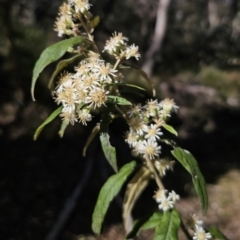 Olearia lirata (Snowy Daisybush) at Yanununbeyan State Conservation Area - 22 Oct 2023 by Csteele4