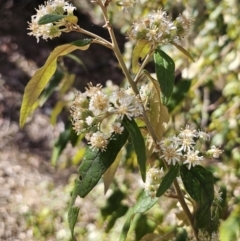 Olearia lirata at Captains Flat, NSW - 22 Oct 2023