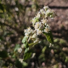 Olearia lirata at Captains Flat, NSW - 22 Oct 2023