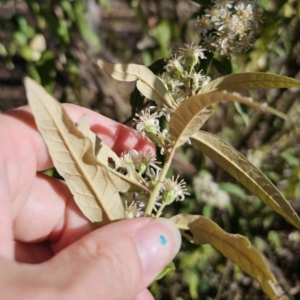 Olearia lirata at Captains Flat, NSW - 22 Oct 2023