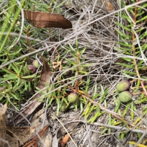 Persoonia chamaepeuce at Captains Flat, NSW - 21 Oct 2023 02:58 PM