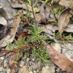 Persoonia chamaepeuce at Captains Flat, NSW - 21 Oct 2023 02:58 PM