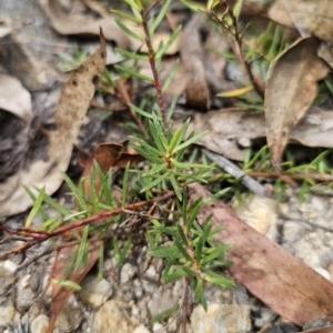 Persoonia chamaepeuce at Captains Flat, NSW - 21 Oct 2023 02:58 PM