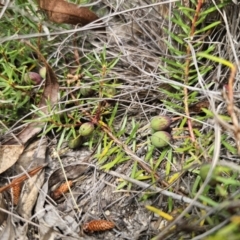 Persoonia chamaepeuce at Captains Flat, NSW - 21 Oct 2023 02:58 PM