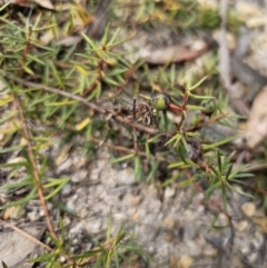 Persoonia chamaepeuce at Captains Flat, NSW - 21 Oct 2023 02:58 PM