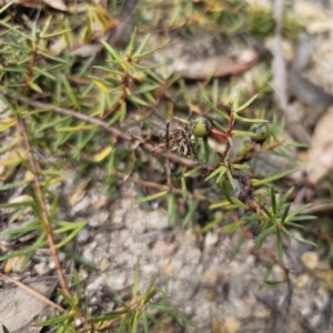 Persoonia chamaepeuce at Captains Flat, NSW - 21 Oct 2023 02:58 PM