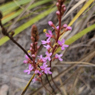 Stylidium graminifolium (Grass Triggerplant) at Captains Flat, NSW - 21 Oct 2023 by Csteele4