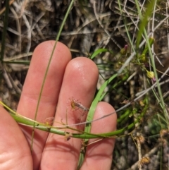 Drosera auriculata (Tall Sundew) at Canberra Central, ACT - 22 Oct 2023 by WalterEgo