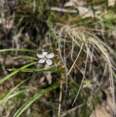 Drosera auriculata at Canberra Central, ACT - 22 Oct 2023