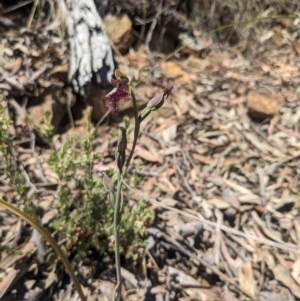 Calochilus platychilus at Canberra Central, ACT - 22 Oct 2023