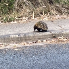 Tachyglossus aculeatus (Short-beaked Echidna) at Phillip, ACT - 22 Oct 2023 by Brad