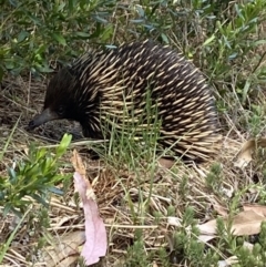 Tachyglossus aculeatus at Phillip, ACT - 22 Oct 2023