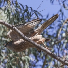 Tachyspiza fasciata (Brown Goshawk) at Canberra Central, ACT - 20 Oct 2023 by AlisonMilton