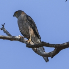 Accipiter fasciatus at Canberra Central, ACT - 20 Oct 2023