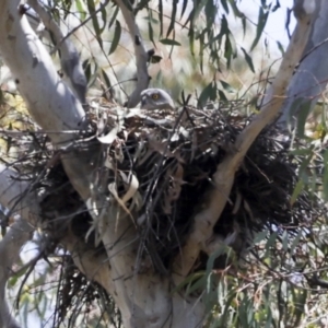 Accipiter fasciatus at Canberra Central, ACT - 20 Oct 2023