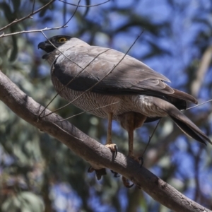 Tachyspiza fasciata at Canberra Central, ACT - 20 Oct 2023