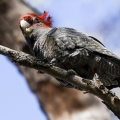 Callocephalon fimbriatum (Gang-gang Cockatoo) at Acton, ACT - 20 Oct 2023 by AlisonMilton