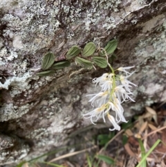 Dockrillia linguiformis (Thumb-nail Orchid) at Jervis Bay, JBT - 4 Oct 2023 by Tapirlord