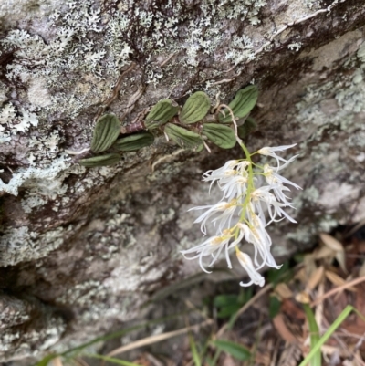 Dockrillia linguiformis (Thumb-nail Orchid) at Jervis Bay, JBT - 4 Oct 2023 by Tapirlord