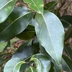 Endiandra sieberi (Hard Corkwood, Pink Walnut) at Jervis Bay, JBT - 4 Oct 2023 by Tapirlord