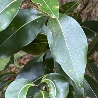 Endiandra sieberi (Hard Corkwood, Pink Walnut) at Jervis Bay, JBT - 4 Oct 2023 by Tapirlord