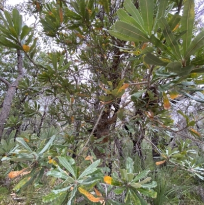 Banksia serrata (Saw Banksia) at Jervis Bay, JBT - 3 Oct 2023 by Tapirlord