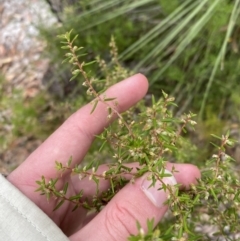 Styphelia ericoides (Pink Beard-Heath) at Jervis Bay, JBT - 4 Oct 2023 by Tapirlord