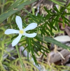 Ricinocarpos pinifolius (wedding bush) at Jervis Bay, JBT - 4 Oct 2023 by Tapirlord