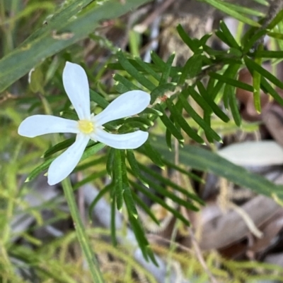 Ricinocarpos pinifolius (wedding bush) at Jervis Bay, JBT - 4 Oct 2023 by Tapirlord