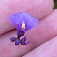 Utricularia dichotoma (Fairy Aprons, Purple Bladderwort) at Jervis Bay, JBT - 3 Oct 2023 by Tapirlord