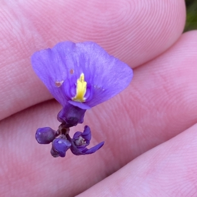 Utricularia dichotoma (Fairy Aprons, Purple Bladderwort) at Jervis Bay, JBT - 3 Oct 2023 by Tapirlord