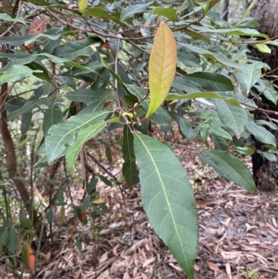 Elaeocarpus reticulatus (Blueberry Ash, Fairy Petticoats) at Jervis Bay, JBT - 3 Oct 2023 by Tapirlord