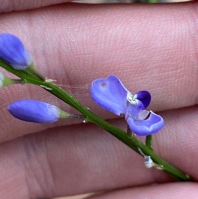 Comesperma volubile (Love Creeper) at Jervis Bay, JBT - 4 Oct 2023 by Tapirlord