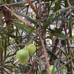 Persoonia linearis (Narrow-leaved Geebung) at Jervis Bay, JBT - 4 Oct 2023 by Tapirlord