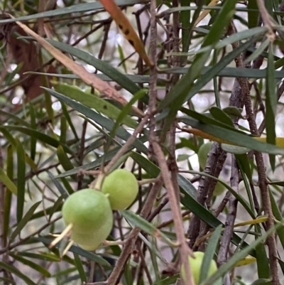 Persoonia linearis (Narrow-leaved Geebung) at Jervis Bay, JBT - 4 Oct 2023 by Tapirlord