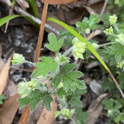 Xanthosia pilosa (Woolly Xanthosia) at Jervis Bay, JBT - 4 Oct 2023 by Tapirlord