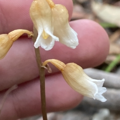 Gastrodia sesamoides (Cinnamon Bells) at Jervis Bay, JBT - 3 Oct 2023 by Tapirlord