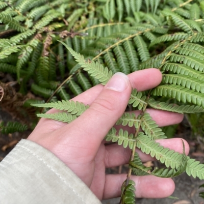 Cyathea cooperi (Straw Treefern) at Jervis Bay, JBT - 3 Oct 2023 by Tapirlord