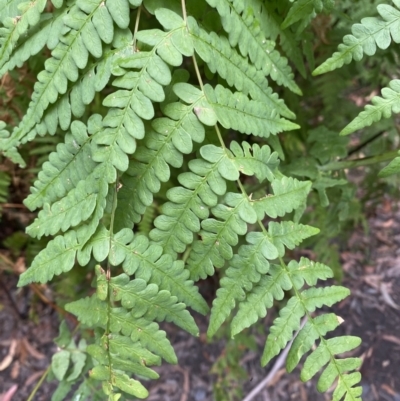 Histiopteris incisa (Bat's-Wing Fern) at Jervis Bay, JBT - 4 Oct 2023 by Tapirlord