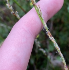 Baloskion tetraphyllum (Swamp Foxtails) at Jervis Bay, JBT - 3 Oct 2023 by Tapirlord