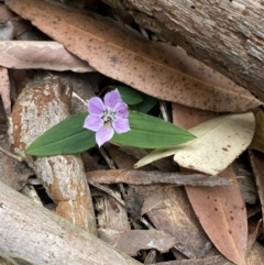 Schelhammera undulata (Lilac Lily) at Jervis Bay, JBT - 4 Oct 2023 by Tapirlord