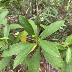 Hibbertia scandens (Climbing Guinea Flower) at Jervis Bay, JBT - 4 Oct 2023 by Tapirlord