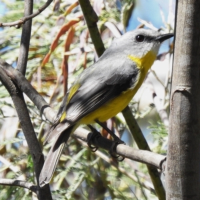Eopsaltria australis (Eastern Yellow Robin) at Booth, ACT - 22 Oct 2023 by JohnBundock