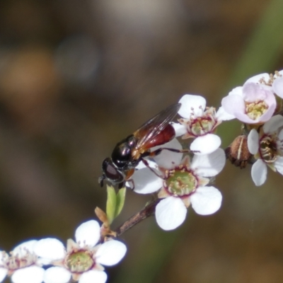 Psilota rubra (Red-tailed hoverfly) at Mount Jerrabomberra QP - 15 Oct 2023 by SteveBorkowskis