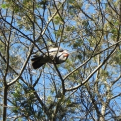 Callocephalon fimbriatum (Gang-gang Cockatoo) at Cook, ACT - 20 Oct 2023 by dwise