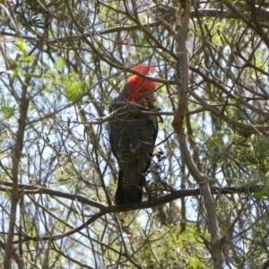 Callocephalon fimbriatum at Cook, ACT - 20 Oct 2023