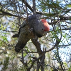 Callocephalon fimbriatum at Cook, ACT - 20 Oct 2023