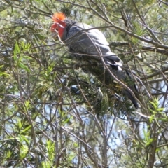 Callocephalon fimbriatum at Cook, ACT - 20 Oct 2023