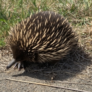 Tachyglossus aculeatus at Majura, ACT - 2 Oct 2023