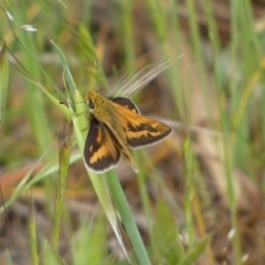 Taractrocera papyria (White-banded Grass-dart) at Lower Molonglo - 21 Oct 2023 by SteveBorkowskis